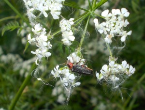 Soldier Beetle, Cantharis rustica on Cow Parsley