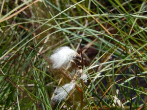 Bog-Cotton, Molinia