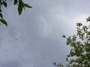 Mayflies rising over Wraysbury Lakes