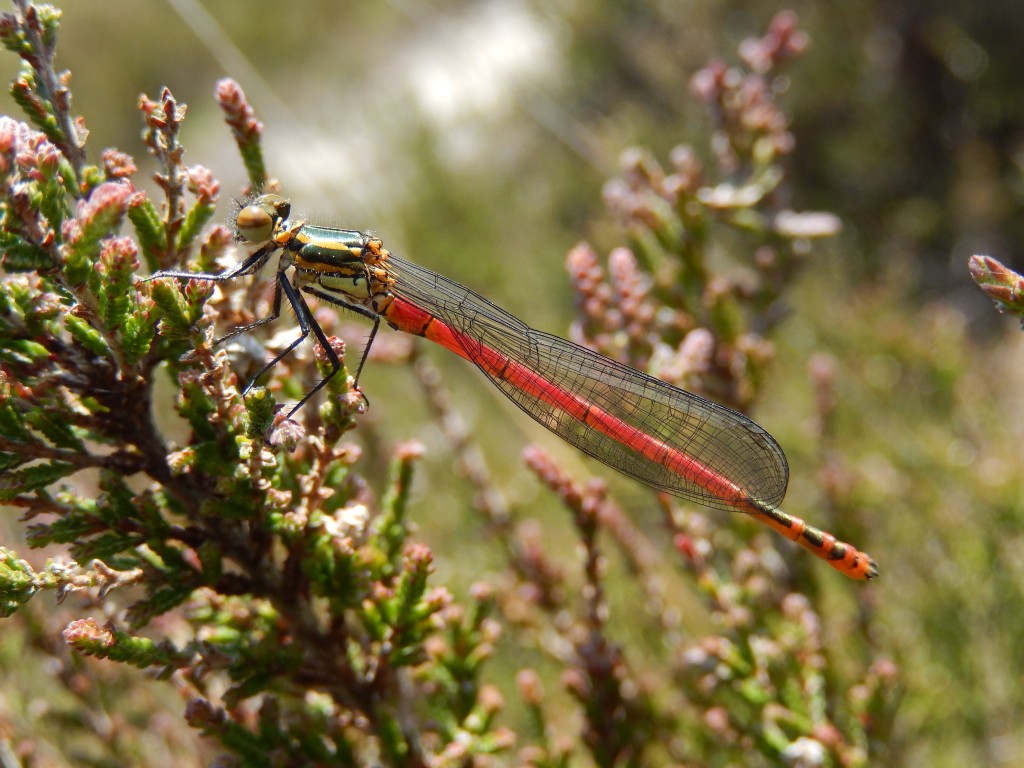 Large Red Damselfly, Pyrrhosoma nymphula