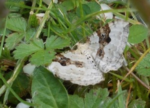 Silver-Ground Carpet Moth Xanthorhoe montanata
