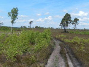 Heath landscape at Thursley with birch scrub, scattered pines