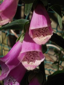 Foxglove