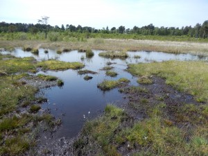 Dragonfly habitat: bog pools at Thursley