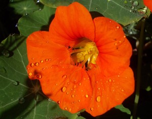 Nasturtium