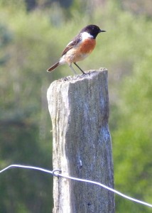 Stonechat on fencepost of training area near Thursley