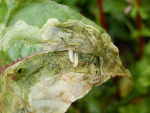 Leaf miners in Spinach Beet leaf. A strip of the leaf's upper epidermis has been torn back.