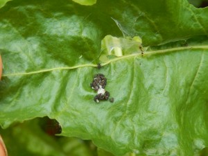 Ladybird larvae and eggs on Spinach leaf