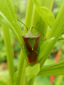 Shield Bug on Spinach
