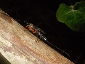 Rhyssa persuasoria, side view