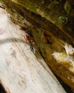  Rhyssa persuasoria dorsal view