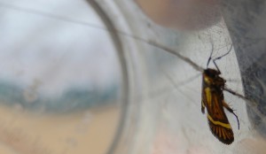 Micro-moth Nemophora degeerella - longest antennae of any UK moth