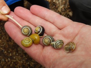 Polymorphism in White-Lipped Land Snail
