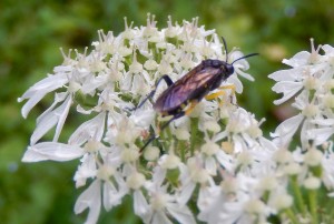  Large Sawfly (Symphyta, as no waist)