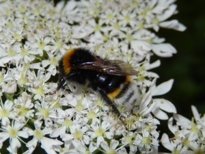 Nice side/tail view of Cuckoo Bee on Hogweed