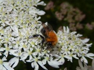 Tree Bumblebee