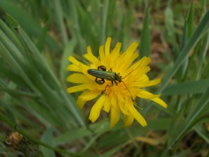 Handsome iridescent green male Oedemera nobilis on Catsear