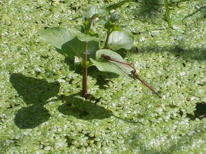 Large Red Damselflies in cop over a lot of healthy Starwort in the pond