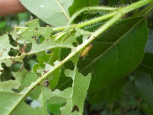 Laburnum leaf beetle larva doing an impressive amount of leaf damage