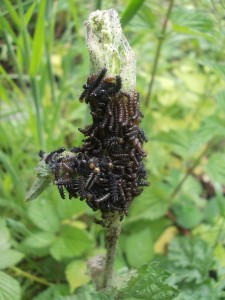 Tent of Comma? caterpillars on Stinging Nettle