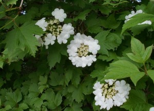 Guelder Rose in Bloom