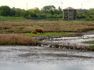 Highland Cattle on the Wetland Centre Grazing Marsh