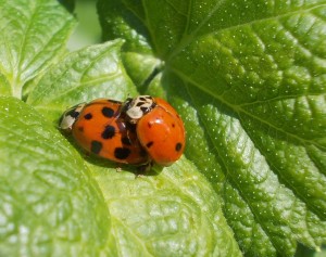 Harlequin Ladybirds mating