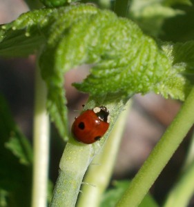 2-Spot Ladybird, on the same bush