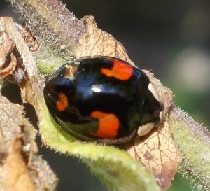 A nearly-black Harlequin ladybird