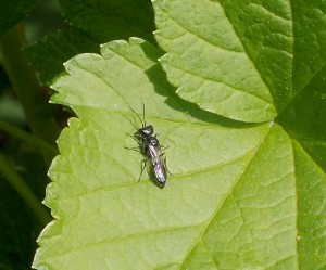 Ichneumon Fly on Currant leaf