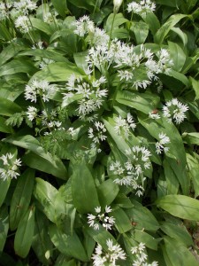 Ramsons at Lacock