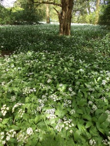 A Woodland Carpet of Ramsons at Lacock