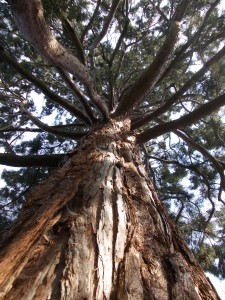 Looking Straight Up: Giant Sequoia at Kew