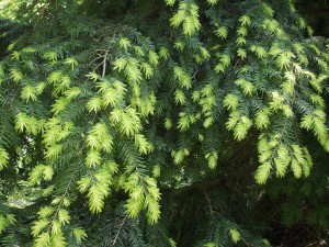 Chinese Hemlock Tsuga chinensis