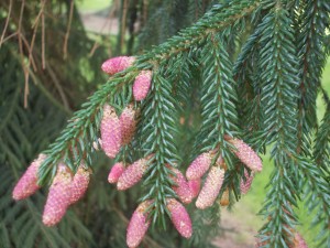 Male Cones of Picea orientalis 'aurea'