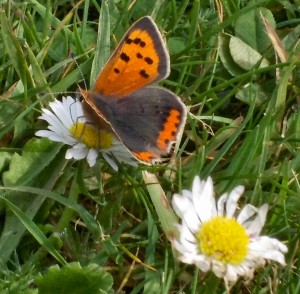 Small Copper on daisy