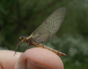 Mayfly look, but no tails. Hmm