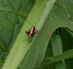 A small Grasshopper on Comfrey