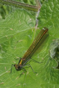 Beautifully iridescent green-bronze female Banded Demoiselle