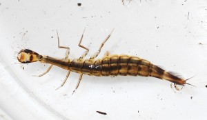 Beetle larva from the pond