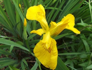 Yellow Iris or Flag