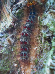 Gypsy Moth caterpillar on birch trunk