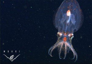 The cephalopod Japatella diaphana, sparkling by its own light