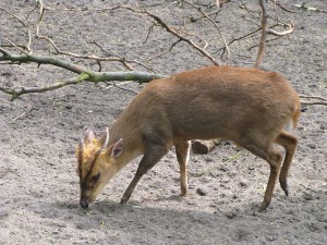 Reeves' Muntjac, introduced from China, are now widespread across Britain and Europe