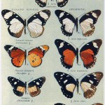 Butterfly Mimicry: mimics on the right, the imitated 'models' on the left