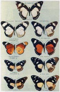 Butterfly Mimicry: mimics on the right, the imitated 'models' on the left
