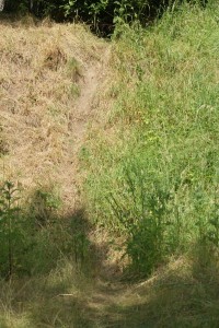 Fox run down grassy bank