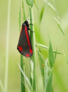 Cinnabar Moth on rusty False Oat Grass