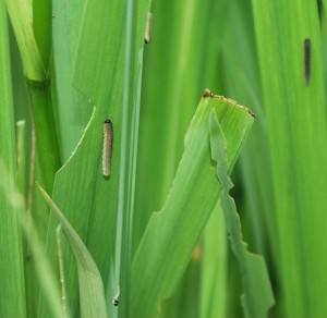 Iris Sawfly on Yellow Iris, with examples of how it damages leaves