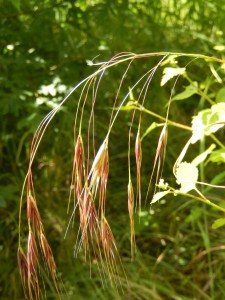 Barren Brome grass